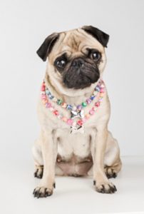 Accesorio Lujo Mascotas, Chokers ,Victoria Vielle