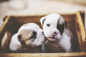 perros abandonados 3